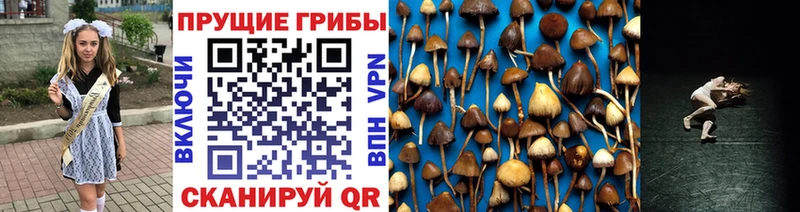 MEGA как зайти Тюмень Псилоцибиновые грибы Cubensis
